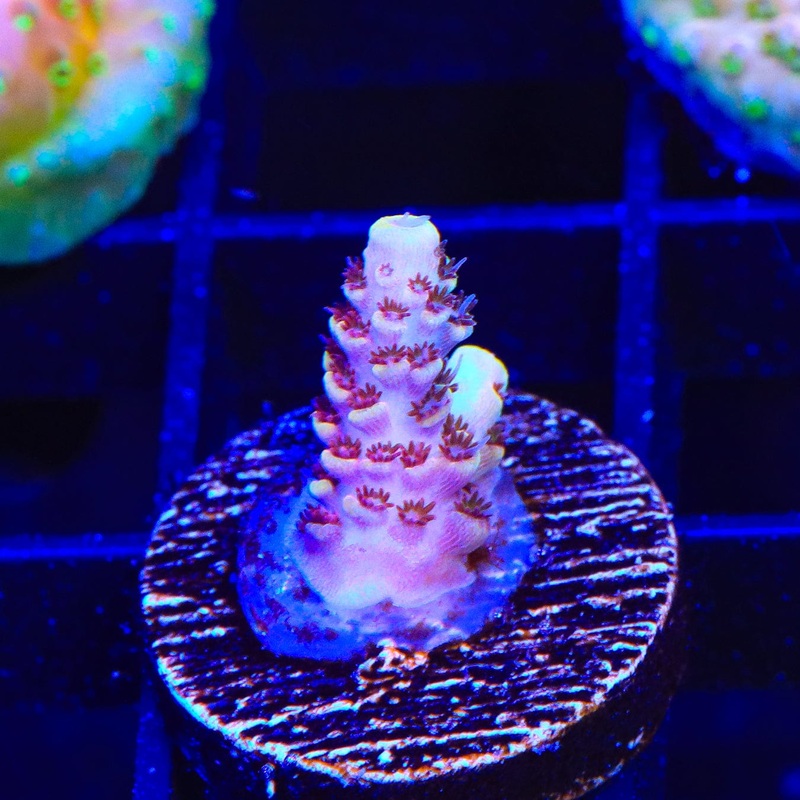 TSA Lion O Acropora Coral