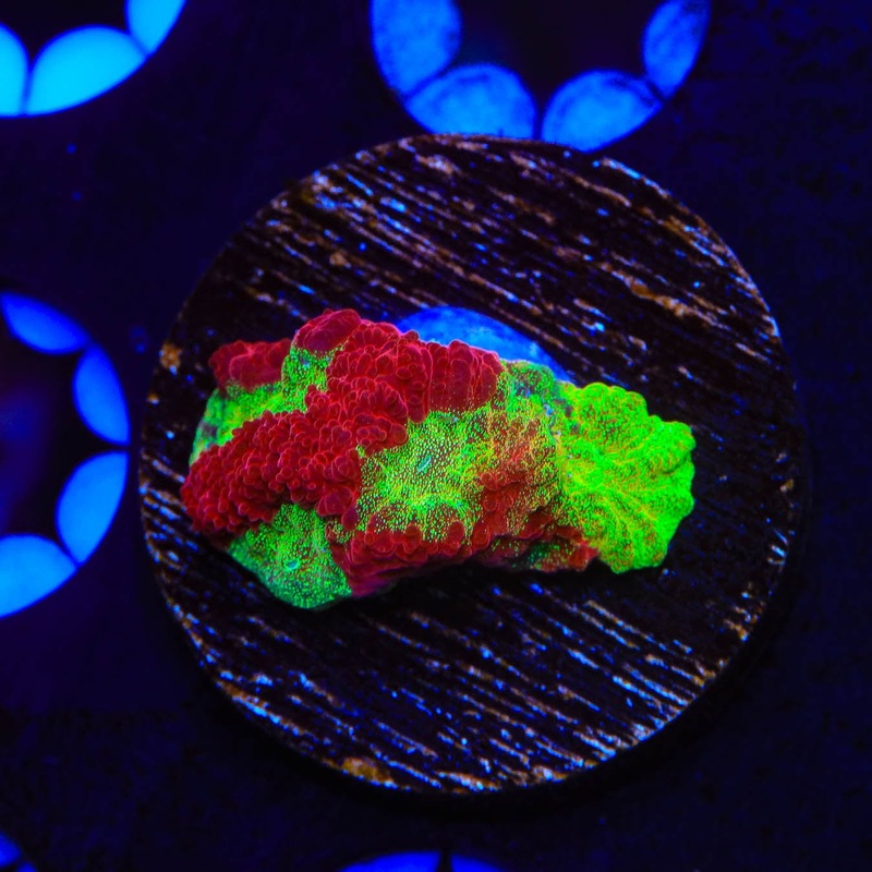 TSA McFavia Coral