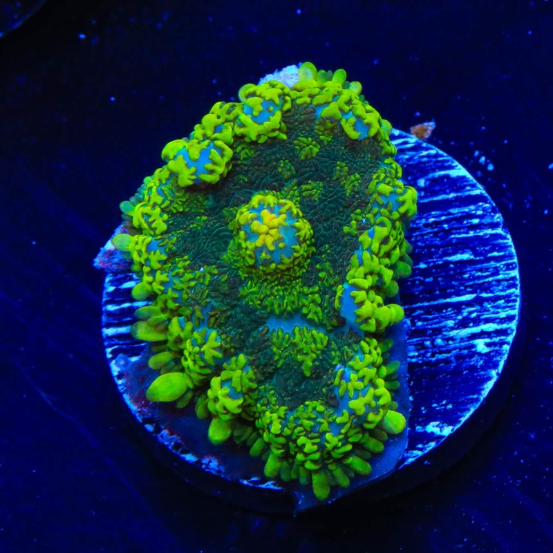 TSA Meany Rhodactis Mushroom Coral