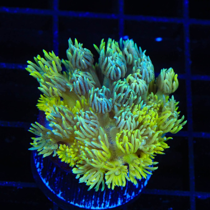 TSA Mellow Banana Goniopora Coral