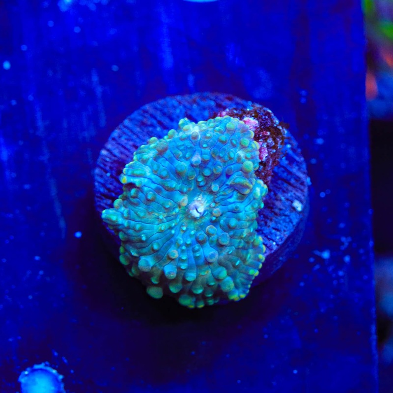 TSA Metallic Mushroom Coral