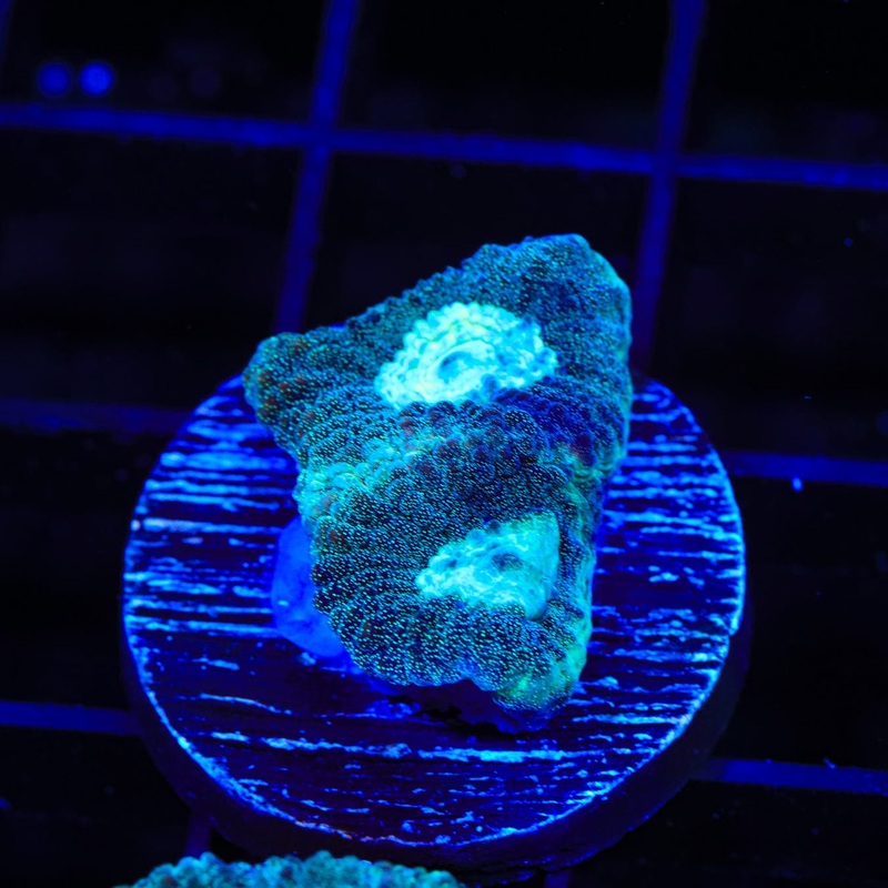 TSA Morning Dew Favia Coral