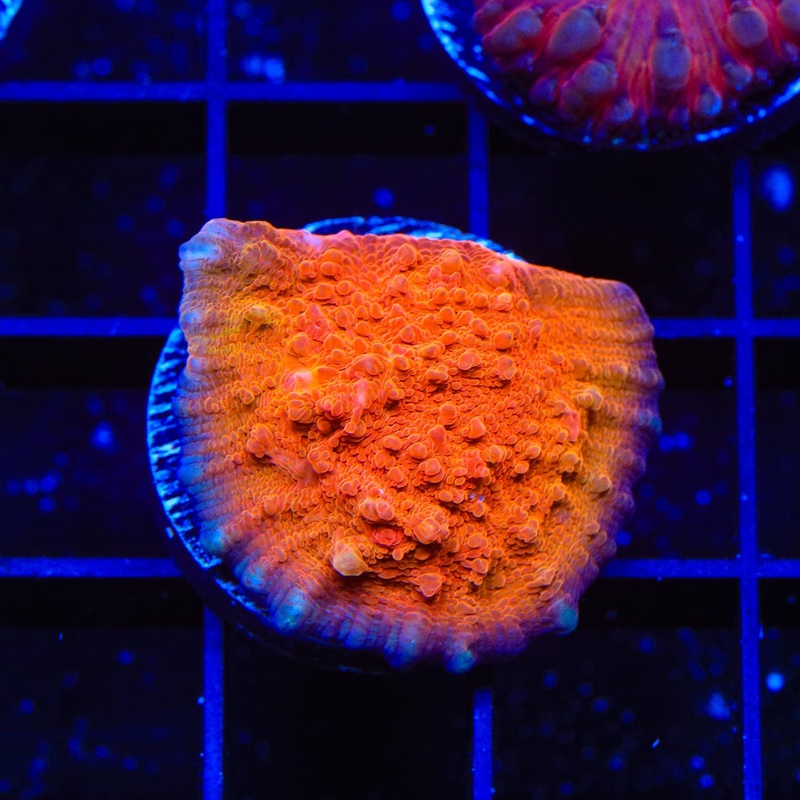 TSA Orange Salsa Chalice Coral