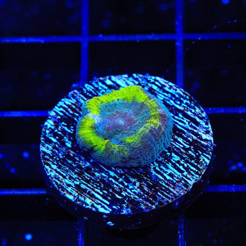 TSA Out of Bounds Favia Coral