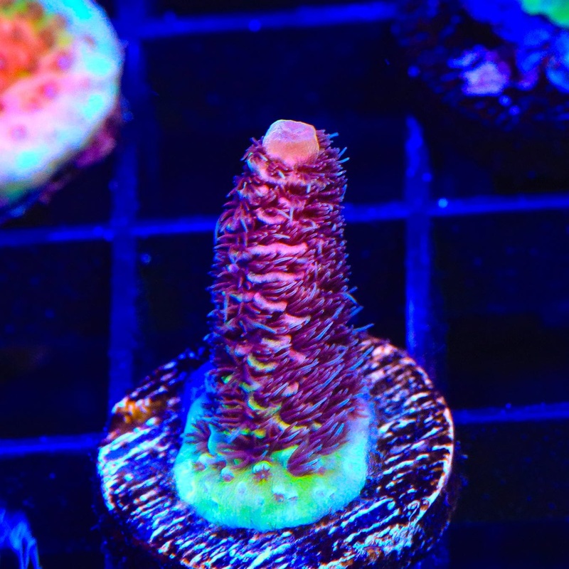 TSA Phantom Millepora Acropora Coral