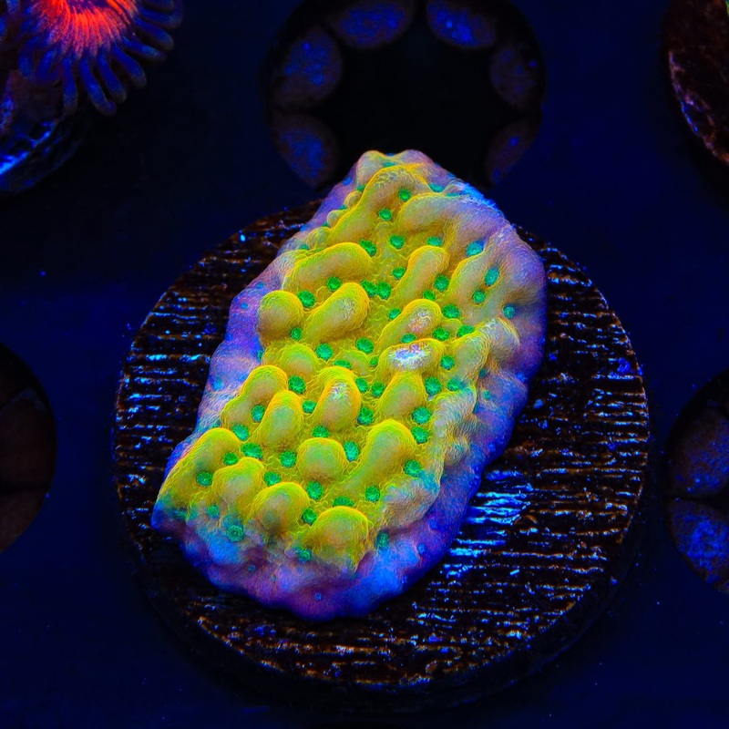 TSA Pink Halo Montipora Coral