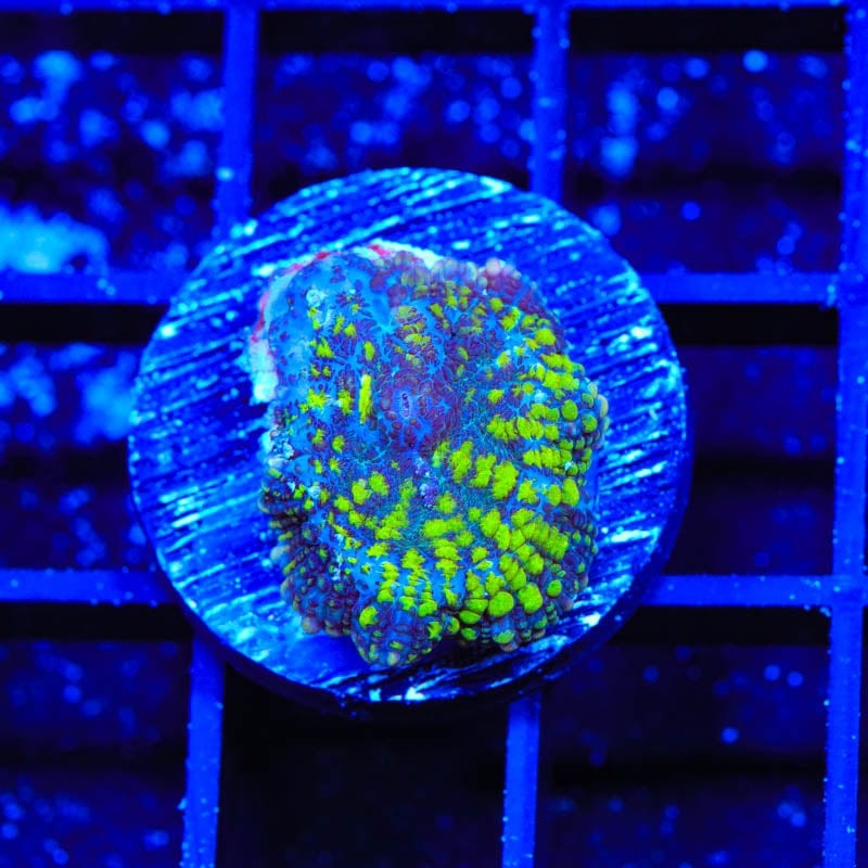 TSA Plutonium Rhodactis Mushroom Coral