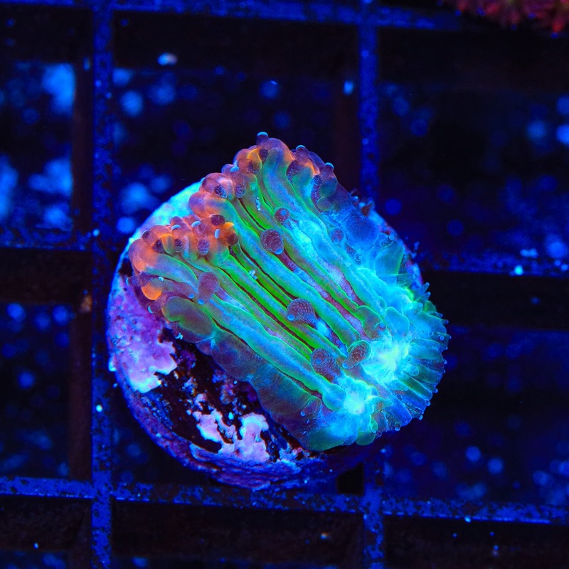 TSA Popsicle Plate Coral