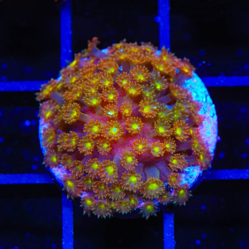 TSA Pumpkin Spice Goniopora Coral
