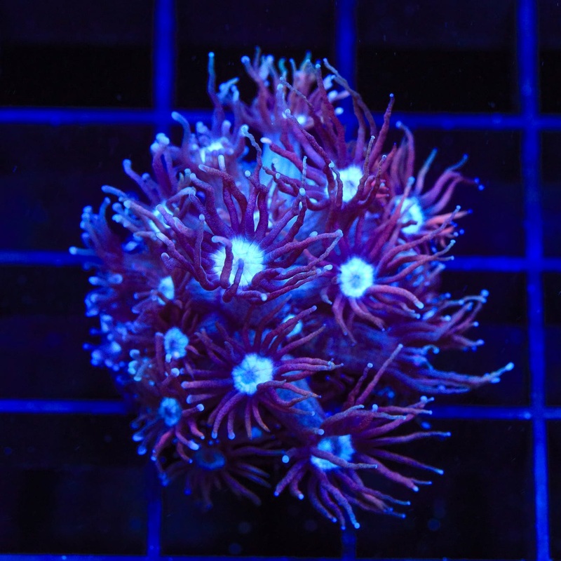 TSA Purple Death Goniopora Coral