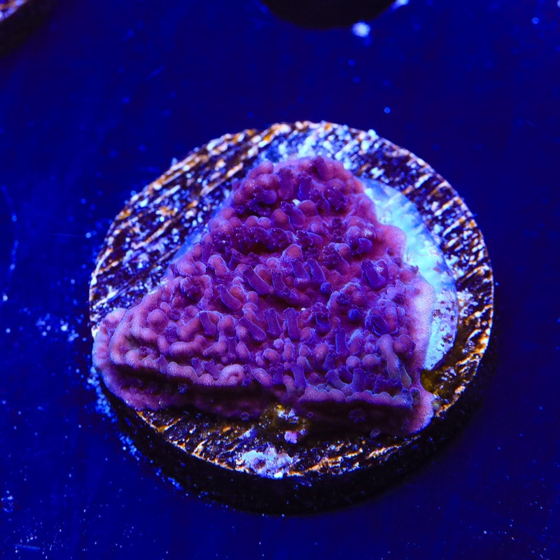 TSA Purple Montipora Cap Coral