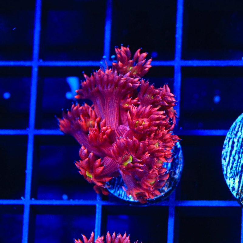 TSA Radiant Red Goniopora Coral