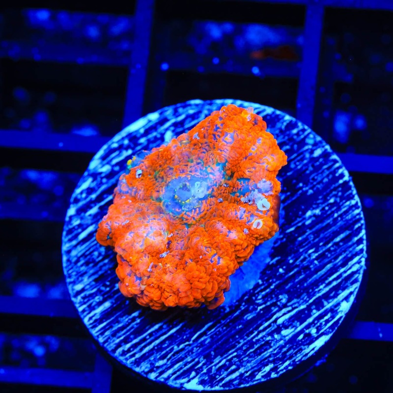 TSA Radical Red Rhodactis Mushroom Coral