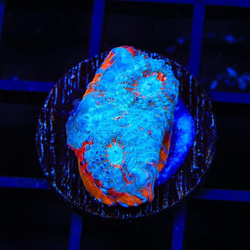 TSA Red Light District Chalice Coral
