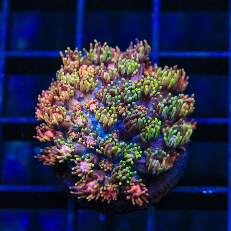 TSA Rose Petal Goniopora Coral