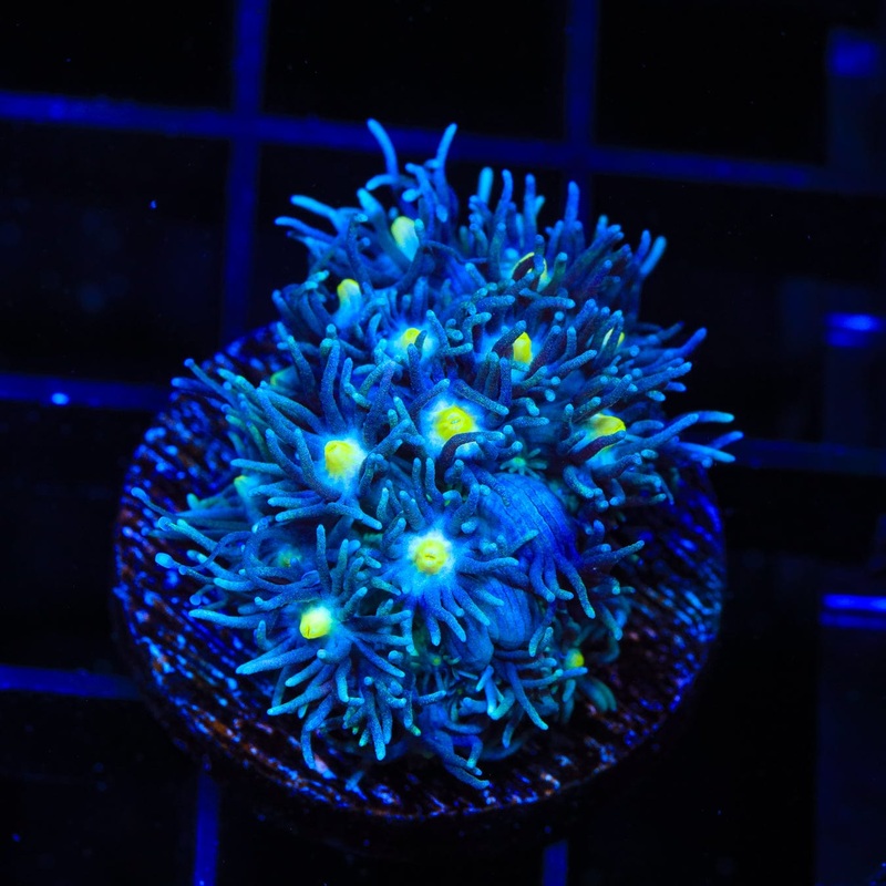 TSA Skyline Goniopora Coral
