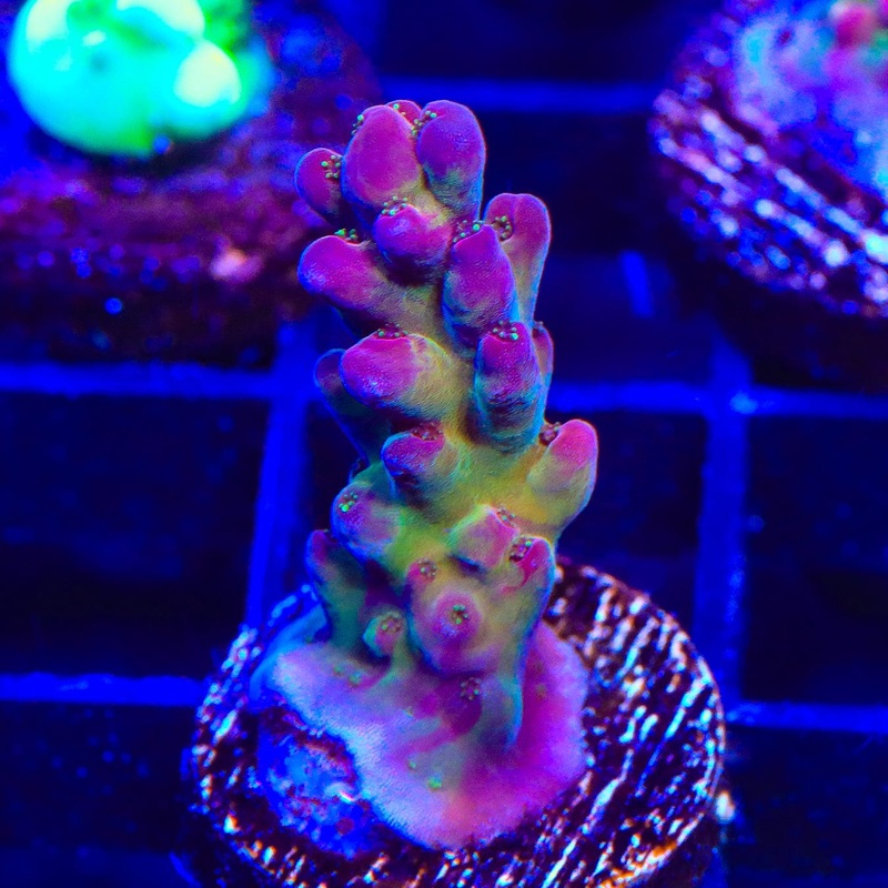 TSA Sour Grape Acropora Coral