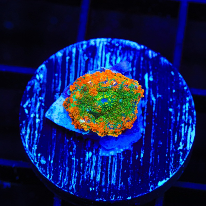 TSA Sour Orange Rhodactis Mushroom Coral