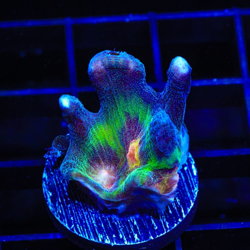 TSA Space Ghost Pectinia Coral
