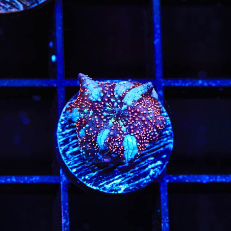 TSA Speed Racer Mushroom Coral