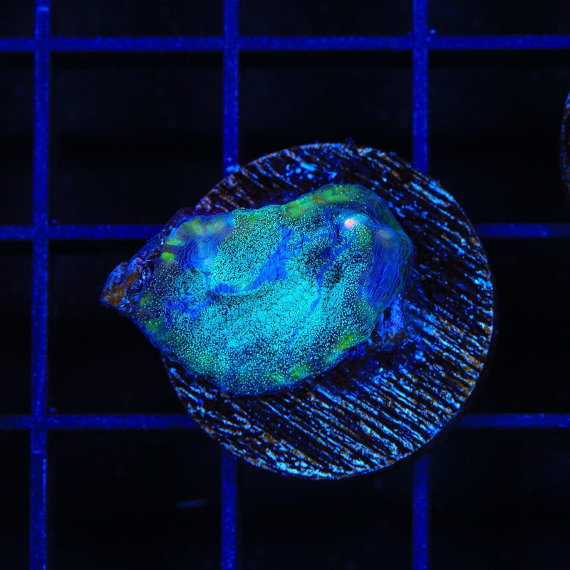TSA Sugar Dust Chalice Coral