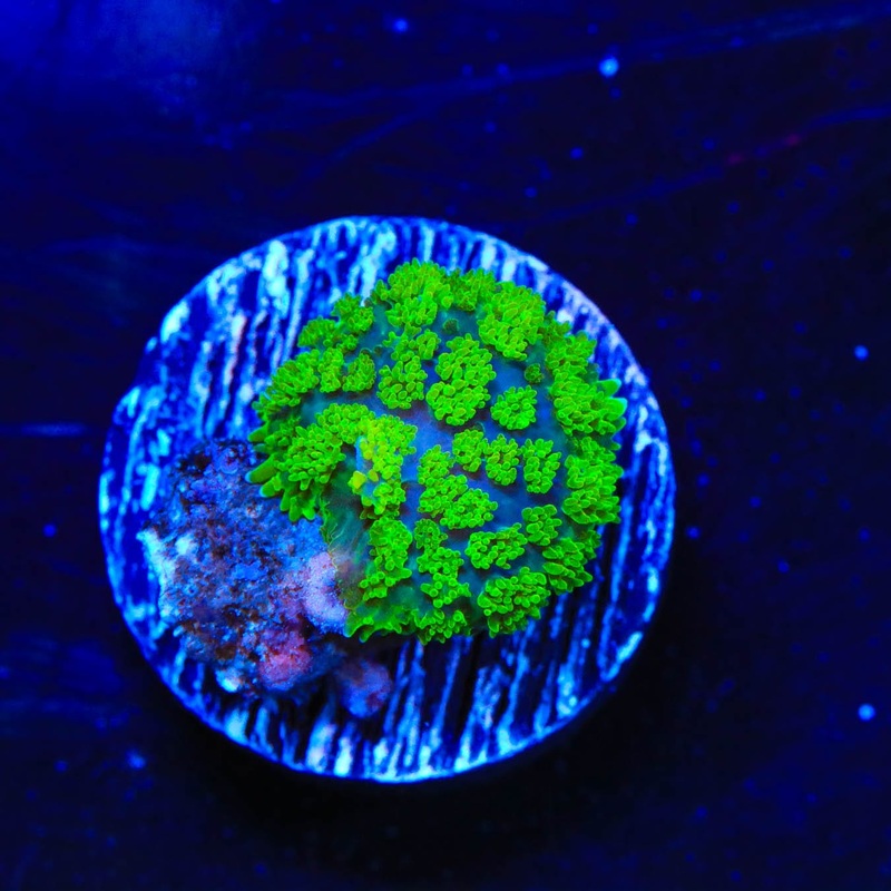 TSA Swamp Thing Mushroom Coral