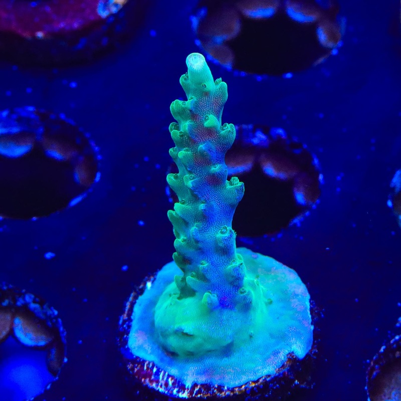 TSA Sweet Acropora Coral