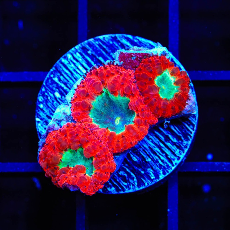 TSA Sweet Heat Blastomussa Coral