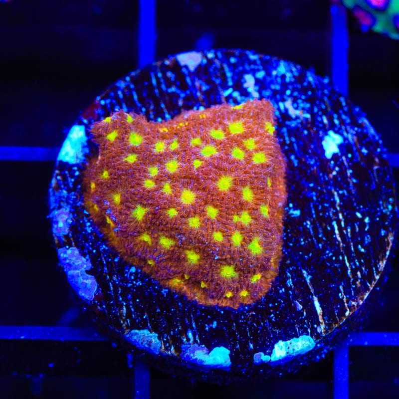 TSA Sweet Treat Psammocora Coral