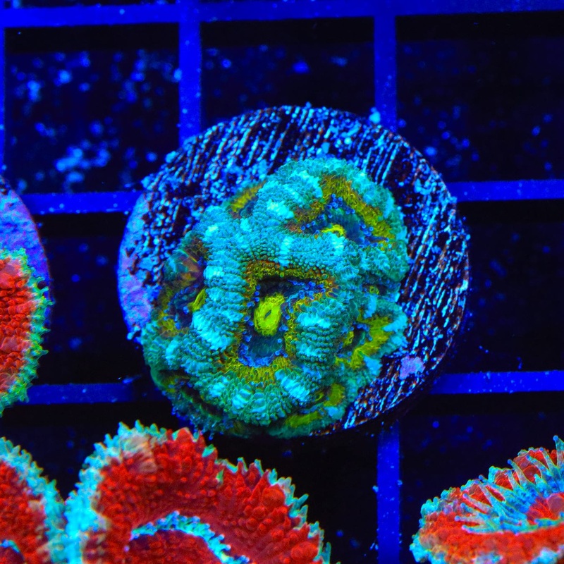 TSA Temple of Doom Micromussa Coral