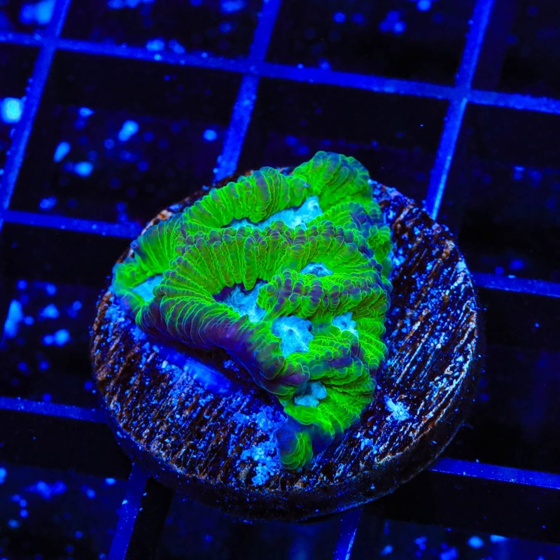 TSA Tide Pool Favia Coral