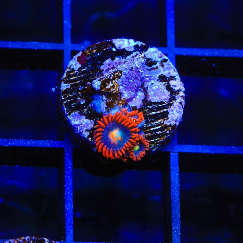 TSA Time Warp Zoanthids Coral