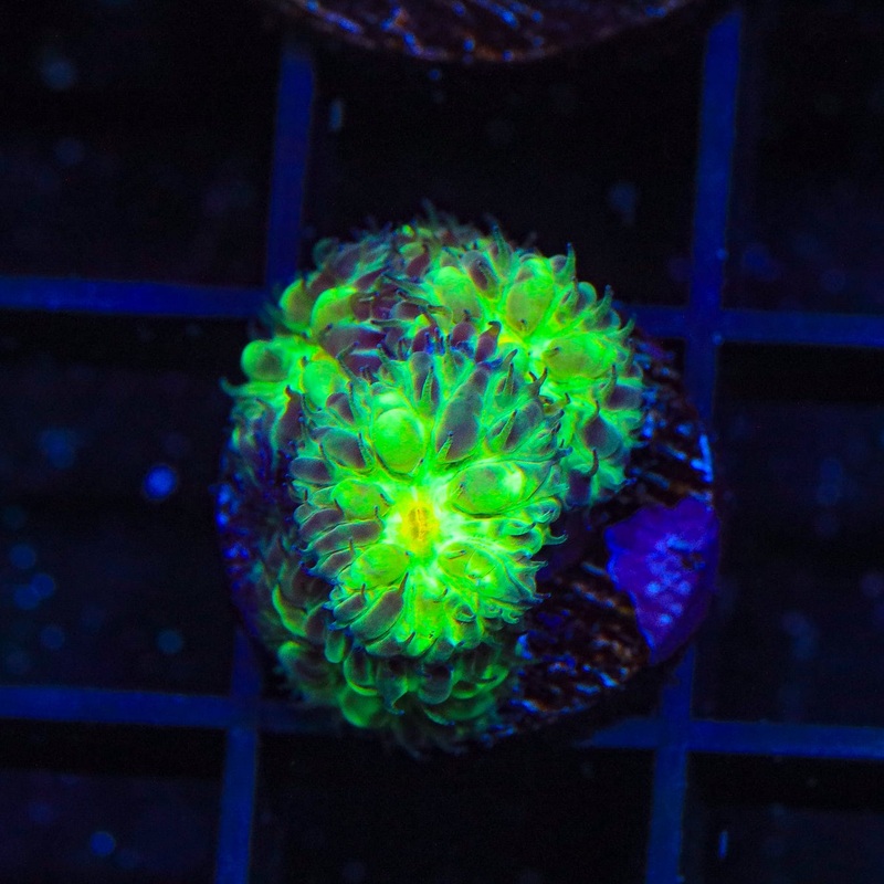 TSA Toxic Grape Merletti Blastomussa Coral