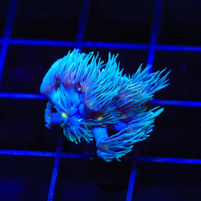 TSA Waluigi Goniopora Coral