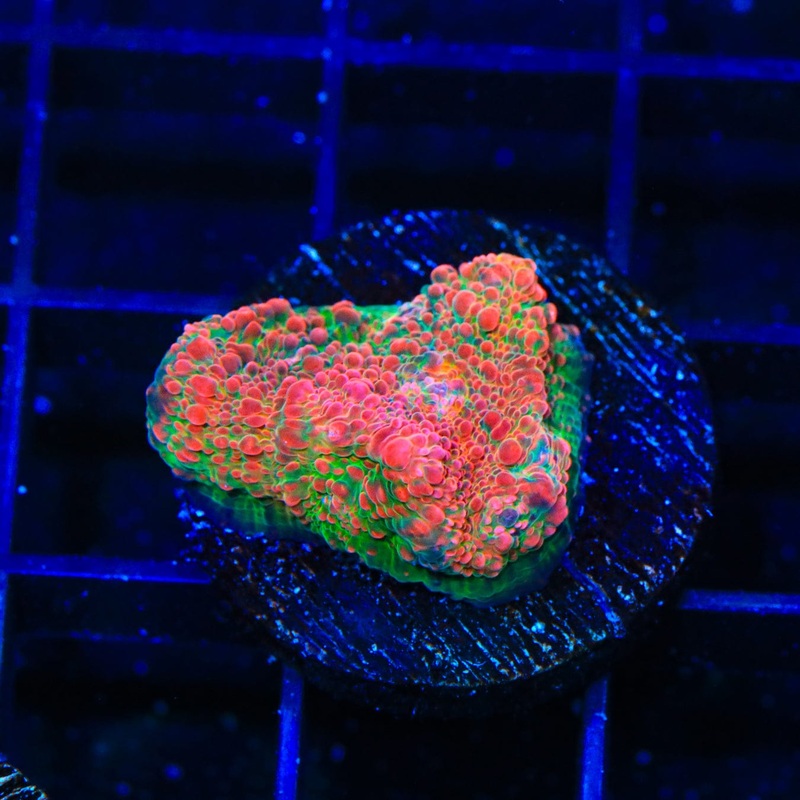 TSA Watermelon Chalice Coral