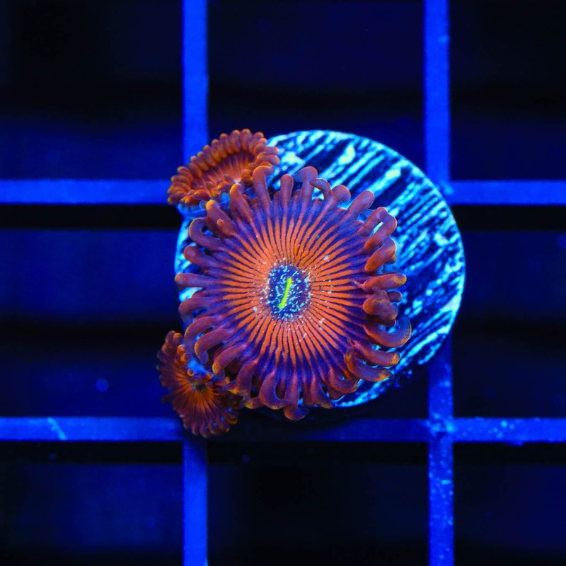 TSA Wizard Zoanthids Coral