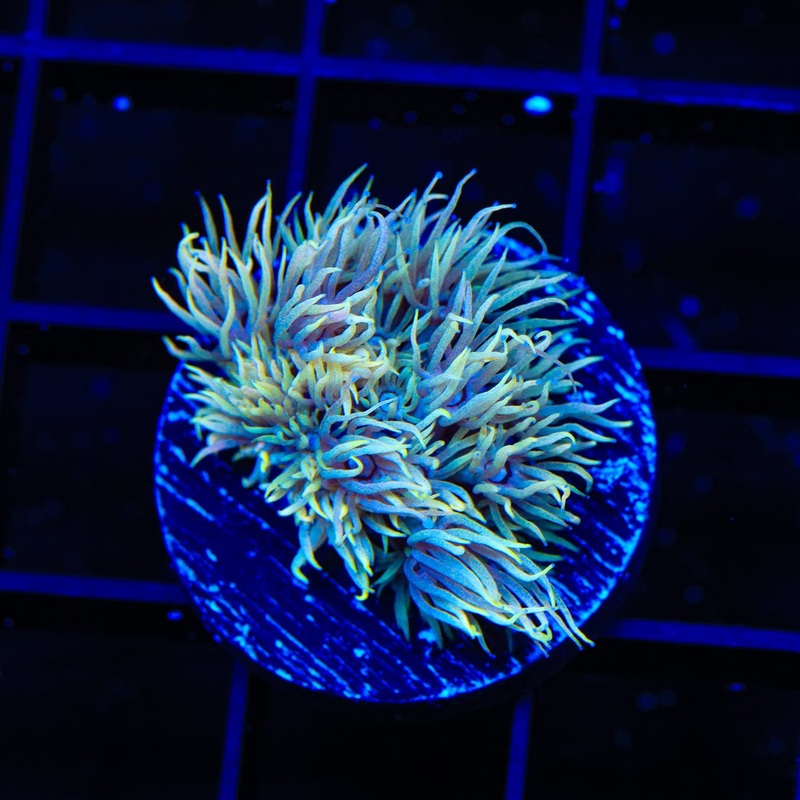 TSA Wonderland Goniopora Coral
