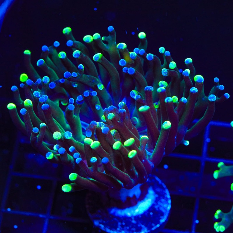 Two Tone Frogspawn Coral