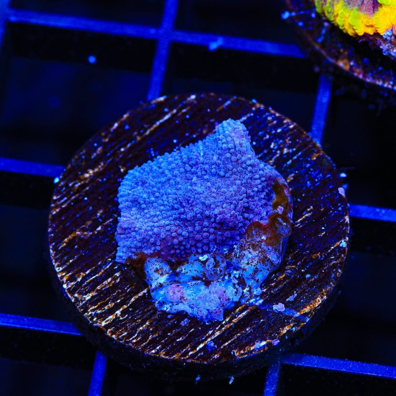 Tyree Blue Chalice Coral
