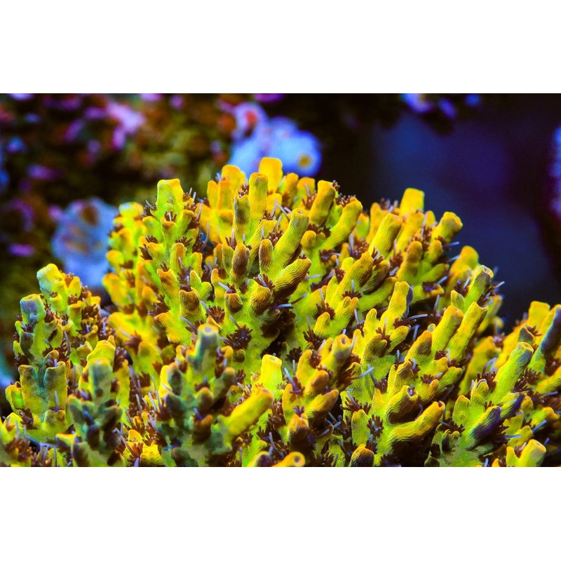 Tyree Pink Lemonade Acropora Coral
