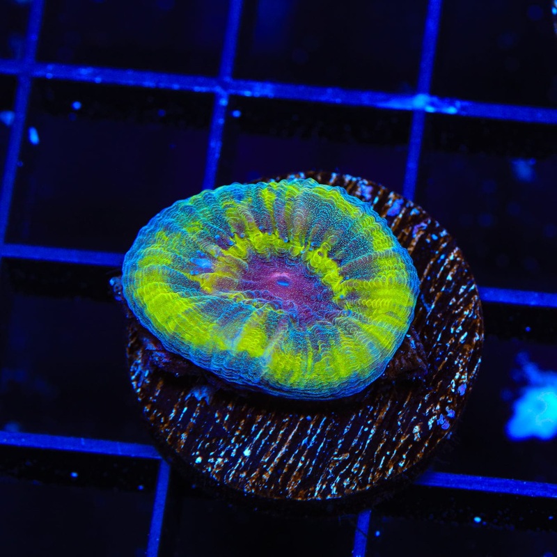 UFO Favia Coral