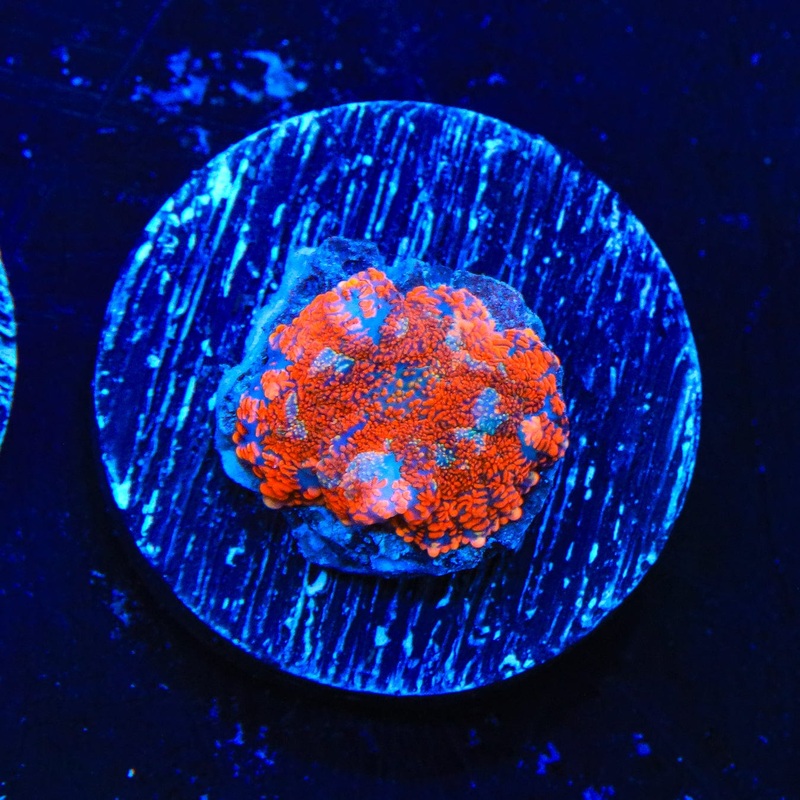 Ultra Rhodactis Mushroom Coral