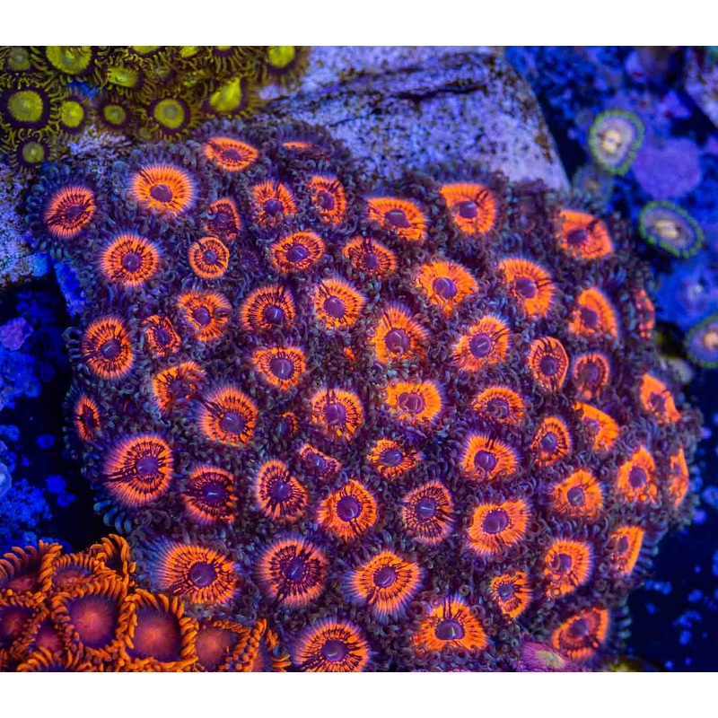 Armor of God Zoanthids