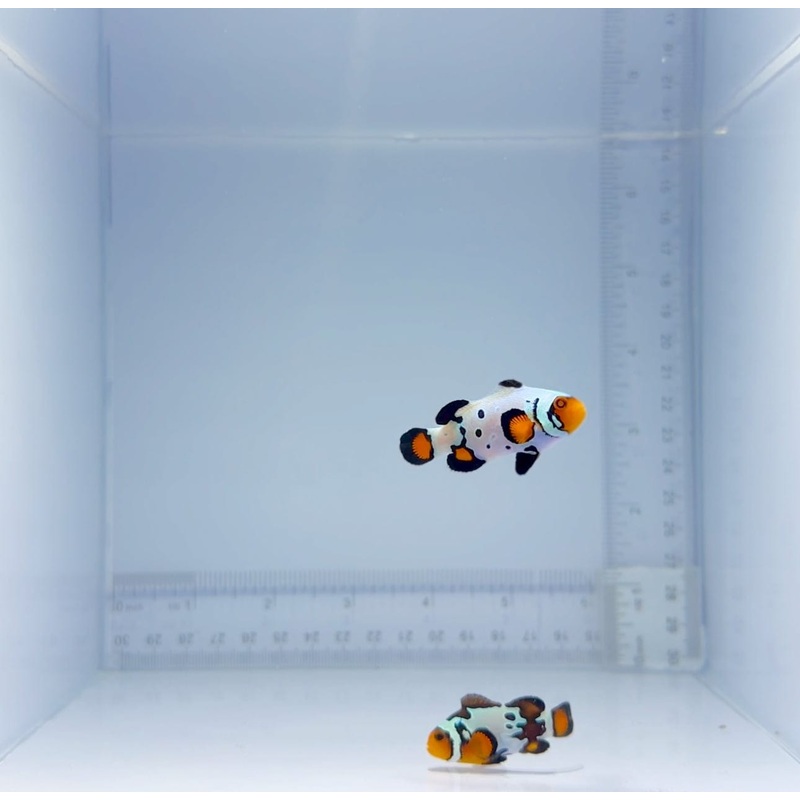 Extreme Bullet Hole Clownfish Pair