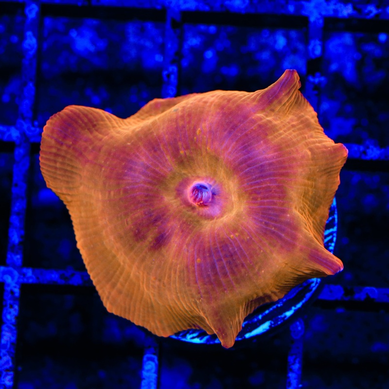 Flaming Mushroom Coral