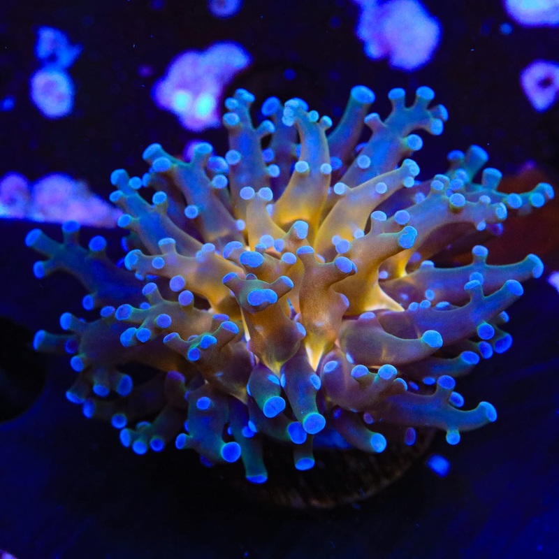 Gold Center Frogspawn Coral