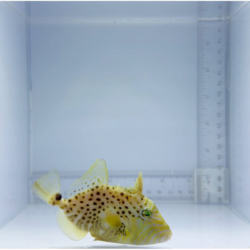 Golden Heart Trigger Fish