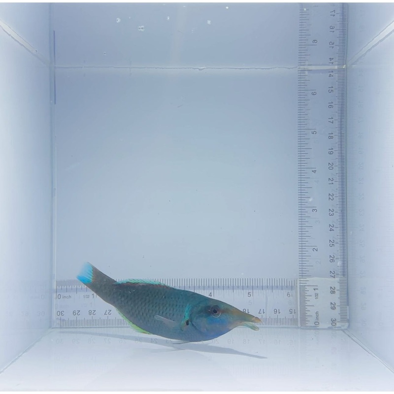 Green Bird Wrasse Fish