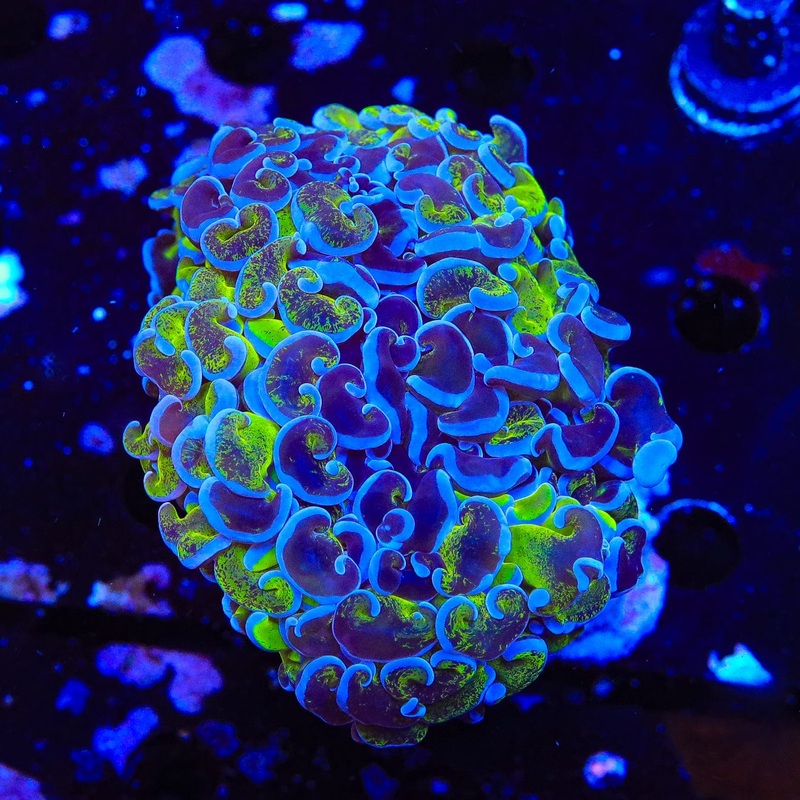 Green Splatter Wall Hammer Coral
