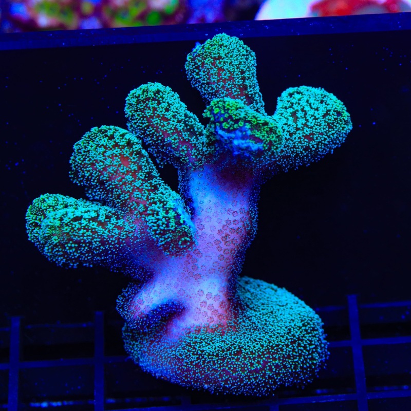 Green Stylophora XL Frag Coral